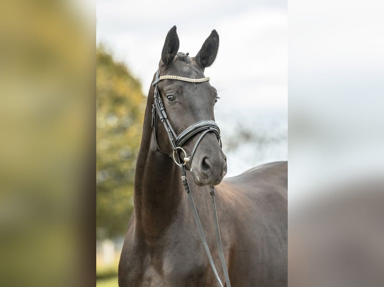 Sportivo Tedesco / Sportivo della Germania Giumenta 3 Anni 167 cm Morello in Gomadingen