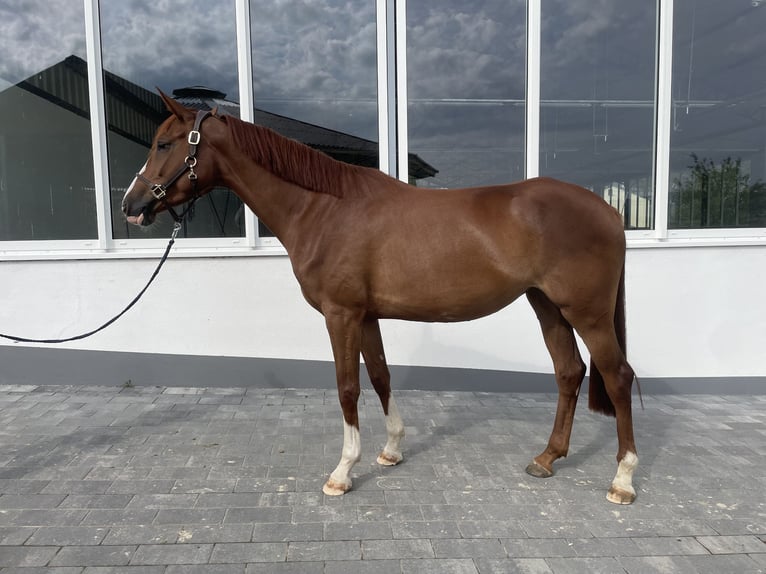 Sportivo Tedesco / Sportivo della Germania Giumenta 4 Anni 160 cm Sauro in Dornburg