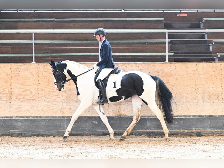 Sportivo Tedesco / Sportivo della Germania Giumenta 4 Anni 165 cm Pezzato in Höchstädt im Fichtelgebirge