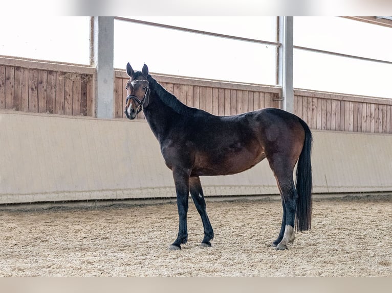 Sportivo Tedesco / Sportivo della Germania Giumenta 4 Anni 166 cm Baio in Kraiburg am Inn