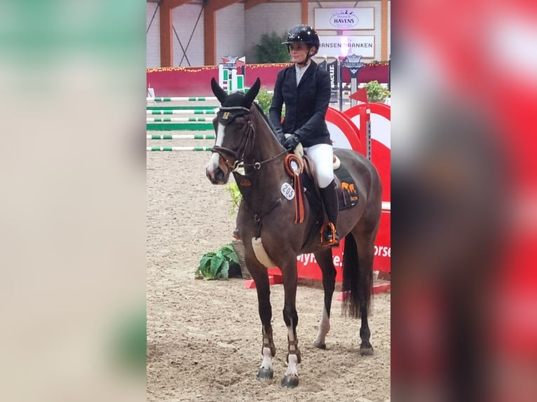 Sportivo Tedesco / Sportivo della Germania Giumenta 5 Anni 165 cm Baio in Neuss