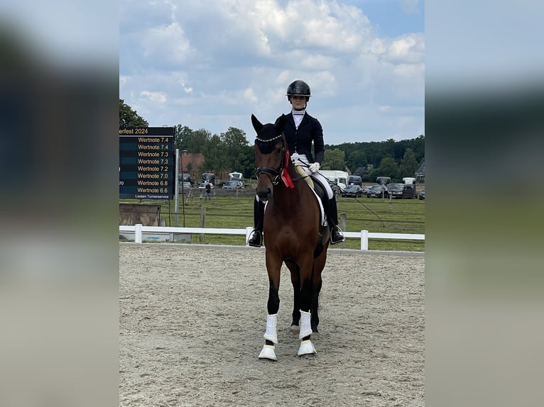 Sportivo Tedesco / Sportivo della Germania Giumenta 5 Anni 167 cm Baio in Suhlendorf