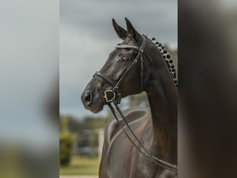 Sportivo Tedesco / Sportivo della Germania Giumenta 5 Anni 167 cm Morello in Gomadingen