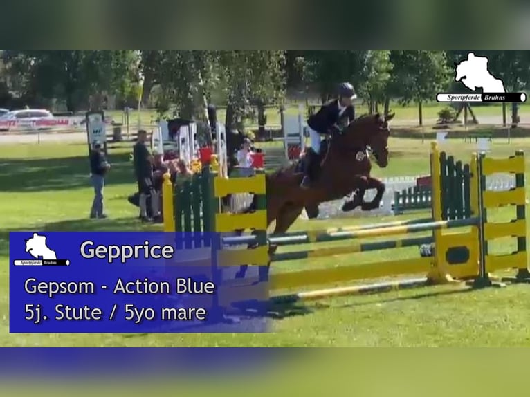 Sportivo Tedesco / Sportivo della Germania Giumenta 5 Anni 172 cm Baio in Gadow