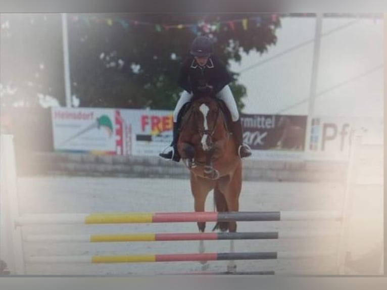 Sportivo Tedesco / Sportivo della Germania Giumenta 7 Anni 168 cm in Käshofen