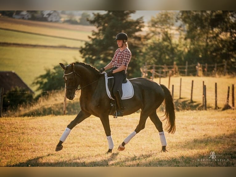 Sportivo Tedesco / Sportivo della Germania Giumenta 7 Anni 171 cm Morello in Lachen