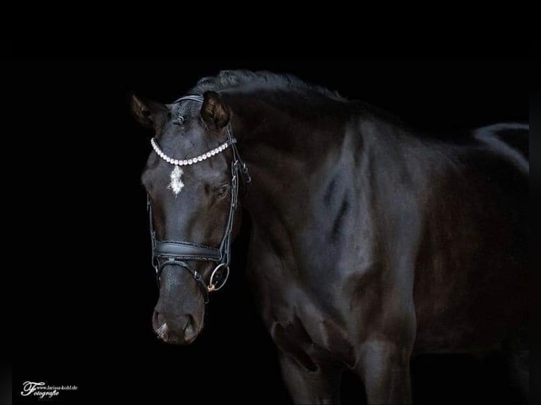 Sportivo Tedesco / Sportivo della Germania Giumenta 7 Anni 171 cm Morello in Lachen