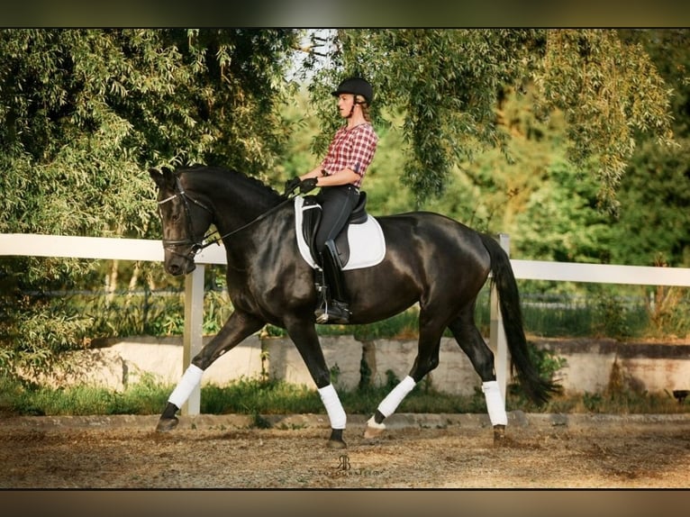 Sportivo Tedesco / Sportivo della Germania Giumenta 7 Anni 171 cm Morello in Lachen