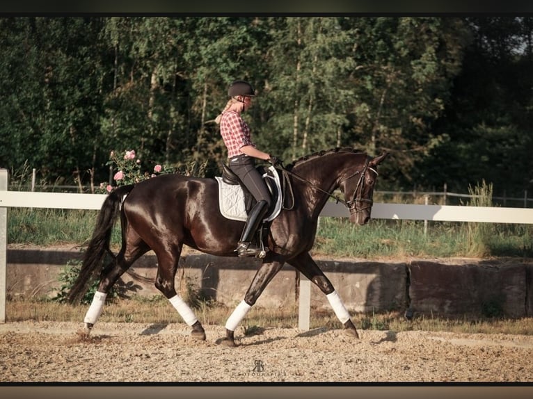 Sportivo Tedesco / Sportivo della Germania Giumenta 7 Anni 171 cm Morello in Lachen