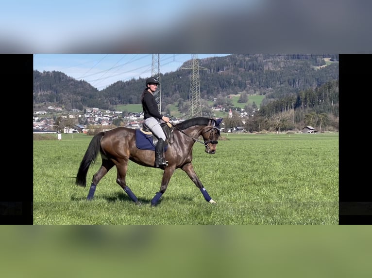 Sportivo Tedesco / Sportivo della Germania Giumenta 9 Anni 168 cm Baio nero in Schlins