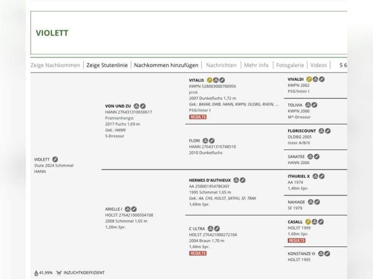 Sportivo Tedesco / Sportivo della Germania Giumenta Puledri (05/2024) 169 cm in Ottnang