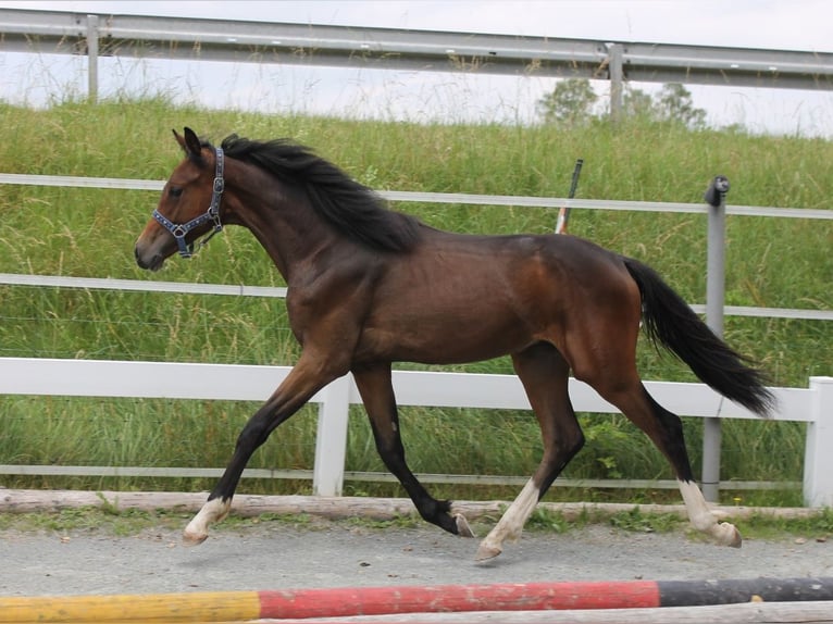 Sportivo Tedesco / Sportivo della Germania Stallone 1 Anno 167 cm Baio scuro in Naila