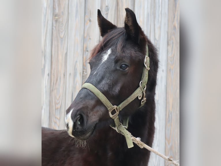 Sportivo Tedesco / Sportivo della Germania Stallone 2 Anni 168 cm Morello in Ebermannsdorf