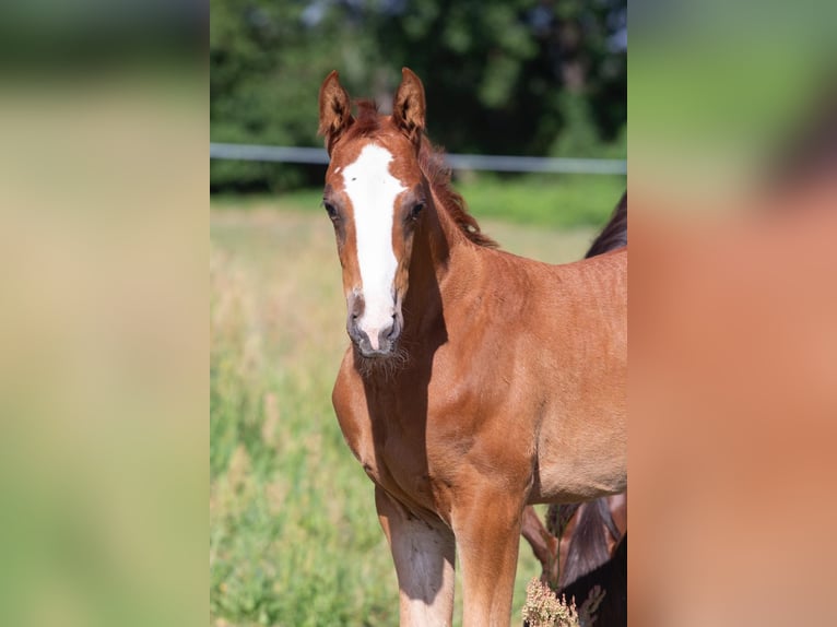 Sportivo Tedesco / Sportivo della Germania Stallone 2 Anni 168 cm Sauro in Sperenberg