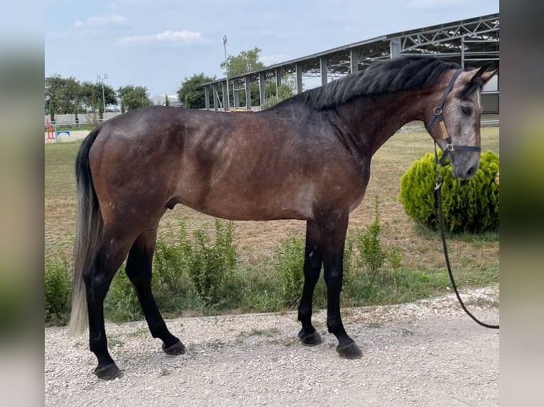 Sportivo Tedesco / Sportivo della Germania Stallone 5 Anni 175 cm Falbo baio in Budapest