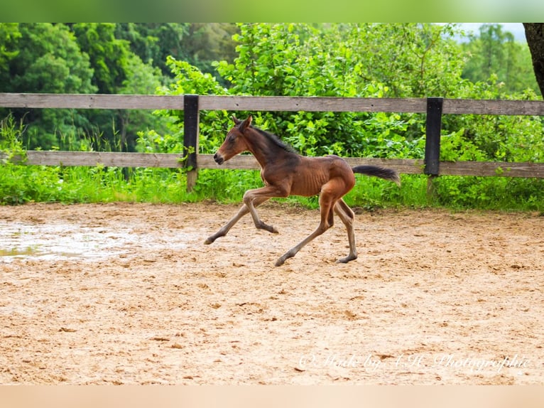 Sportivo Tedesco / Sportivo della Germania Stallone Puledri (05/2024) 165 cm Baio scuro in Eckental