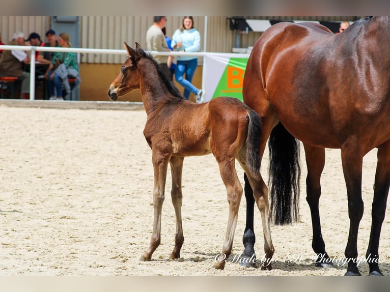 Sportivo Tedesco / Sportivo della Germania Stallone Puledri (05/2024) 165 cm Baio scuro in Eckental