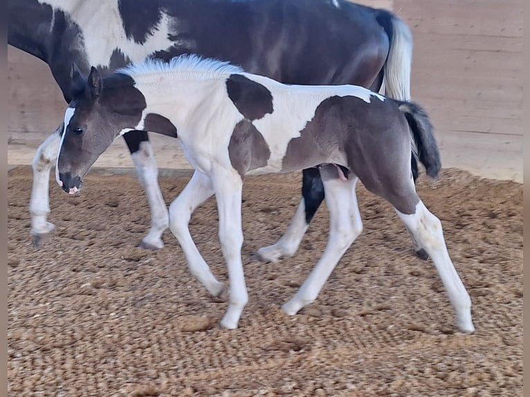 Sportivo Tedesco / Sportivo della Germania Stallone Puledri (06/2024) 168 cm Pezzato in Kirchdorf