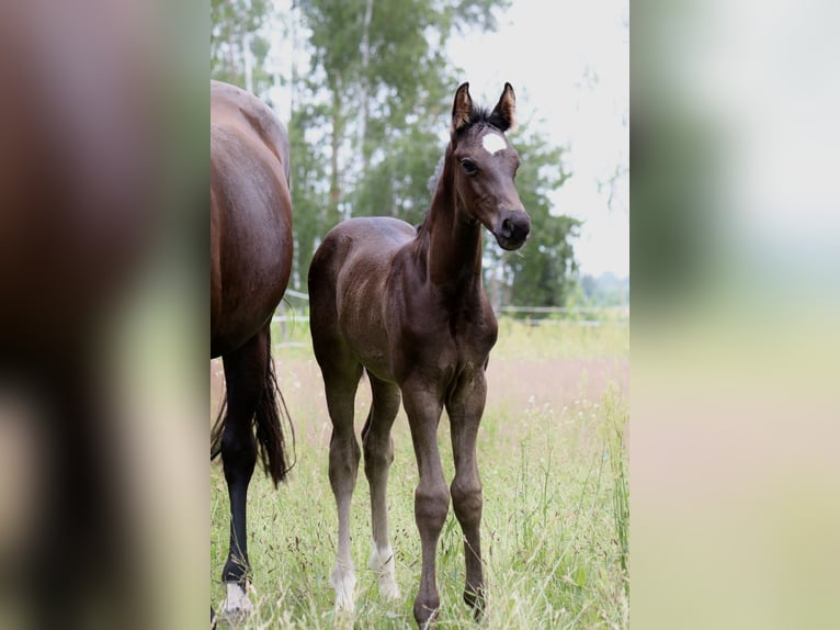 Sportivo Tedesco / Sportivo della Germania Stallone Puledri
 (05/2024) 170 cm Morello in Schenkendöbern