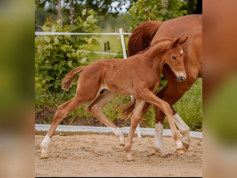 Sportivo Tedesco / Sportivo della Germania Stallone Puledri
 (05/2024) 172 cm Sauro in Rosenberg