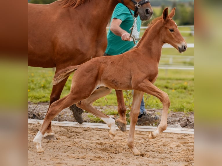 Sportivo Tedesco / Sportivo della Germania Stallone Puledri
 (05/2024) 172 cm Sauro in Rosenberg