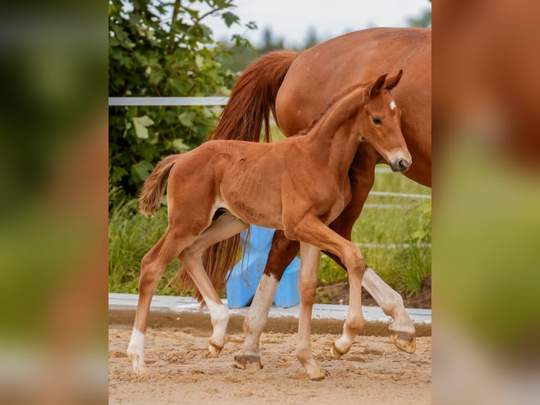 Sportivo Tedesco / Sportivo della Germania Stallone Puledri
 (05/2024) 172 cm Sauro in Rosenberg