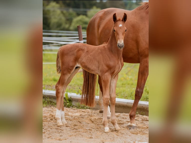 Sportivo Tedesco / Sportivo della Germania Stallone Puledri
 (05/2024) 172 cm Sauro in Rosenberg