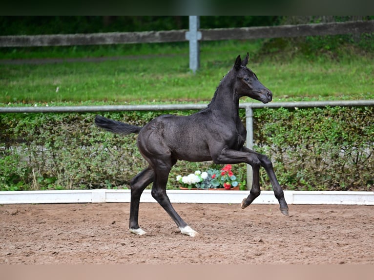 Sportivo Tedesco / Sportivo della Germania Stallone  Morello in Bismark (Altmark)