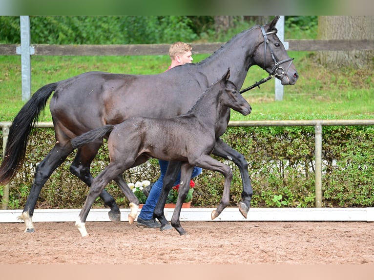 Sportivo Tedesco / Sportivo della Germania Stallone  Morello in Bismark (Altmark)