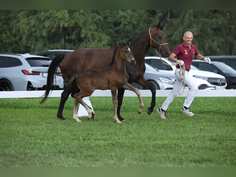 Sportivo Tedesco / Sportivo della Germania Stallone Puledri
 (06/2024) Morello in Postmünster