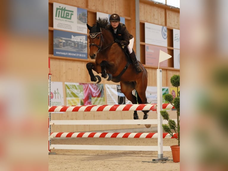 Sportivo Tedesco / Sportivo della Germania Castrone 10 Anni 163 cm Baio in Offingen