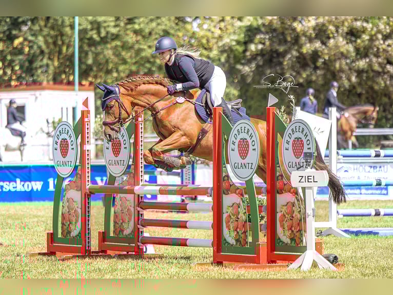 Sportivo Tedesco / Sportivo della Germania Castrone 10 Anni 163 cm Sauro in Bad Doberan