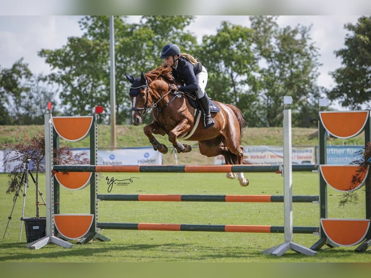 Sportivo Tedesco / Sportivo della Germania Castrone 10 Anni 163 cm Sauro in Bad Doberan