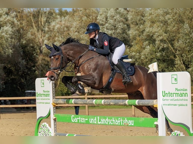 Sportivo Tedesco / Sportivo della Germania Castrone 10 Anni 167 cm Baio scuro in Arnsberg