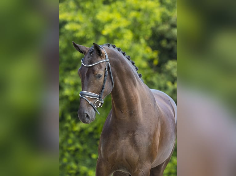 Sportivo Tedesco / Sportivo della Germania Castrone 10 Anni 167 cm Morello in Oud Gastel