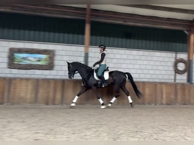 Sportivo Tedesco / Sportivo della Germania Castrone 10 Anni 167 cm Morello in Oud Gastel