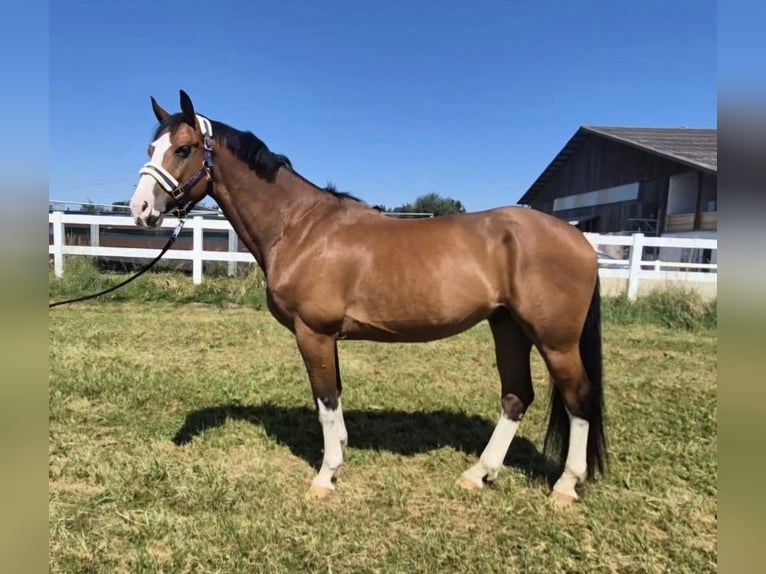 Sportivo Tedesco / Sportivo della Germania Castrone 10 Anni 168 cm Baio in Arnegg