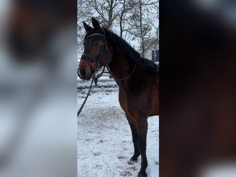 Sportivo Tedesco / Sportivo della Germania Castrone 10 Anni 168 cm Baio scuro in Boulogne-Billancourt