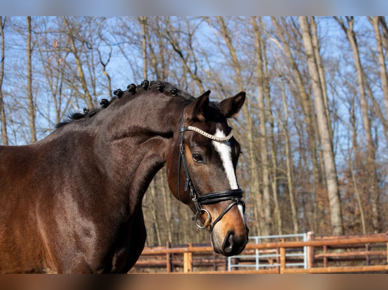 Sportivo Tedesco / Sportivo della Germania Castrone 10 Anni 168 cm Baio scuro in Weiterstadt