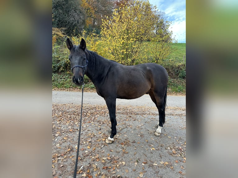 Sportivo Tedesco / Sportivo della Germania Castrone 10 Anni 168 cm Baio scuro in Wuppertal