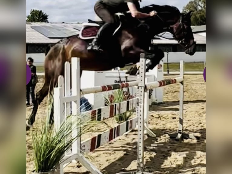 Sportivo Tedesco / Sportivo della Germania Castrone 10 Anni 169 cm Baio scuro in Weiterstadt