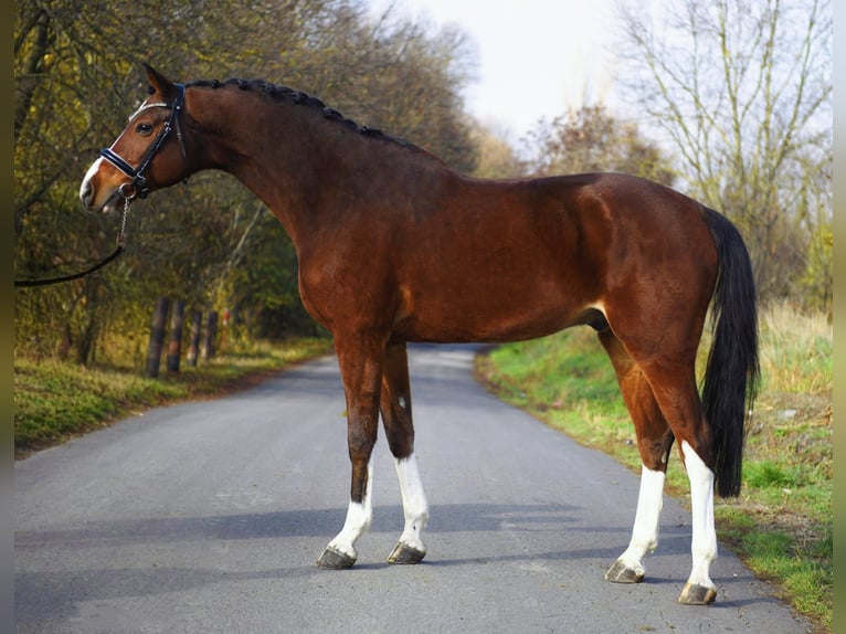 Sportivo Tedesco / Sportivo della Germania Castrone 10 Anni 172 cm Baio in Gyula