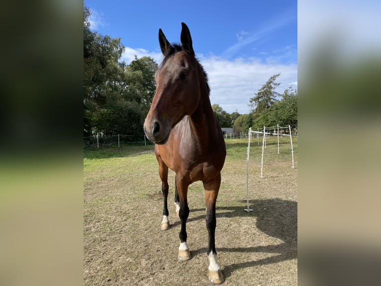 Sportivo Tedesco / Sportivo della Germania Castrone 10 Anni 172 cm Baio in Zockau
