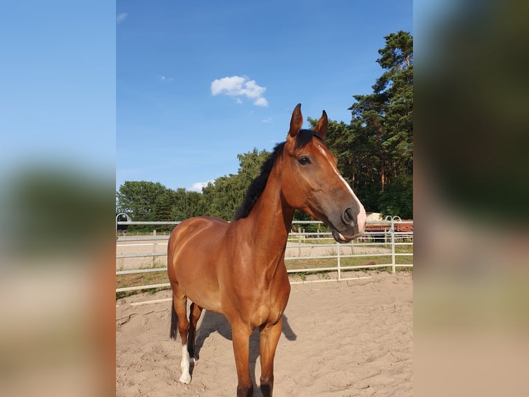 Sportivo Tedesco / Sportivo della Germania Castrone 10 Anni 173 cm Baio in Bernau bei Berlin