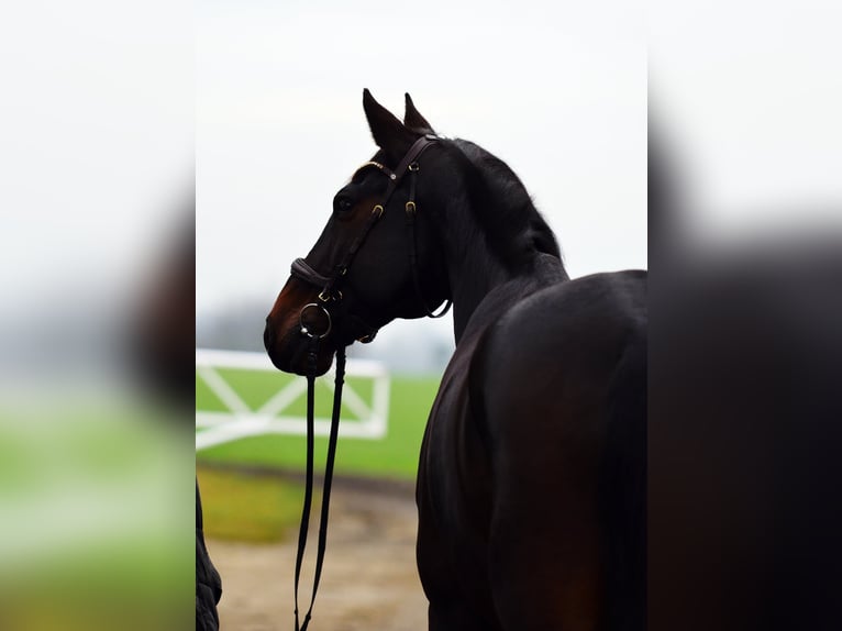 Sportivo Tedesco / Sportivo della Germania Castrone 10 Anni 173 cm Baio ciliegia in Tarnowo podgórne