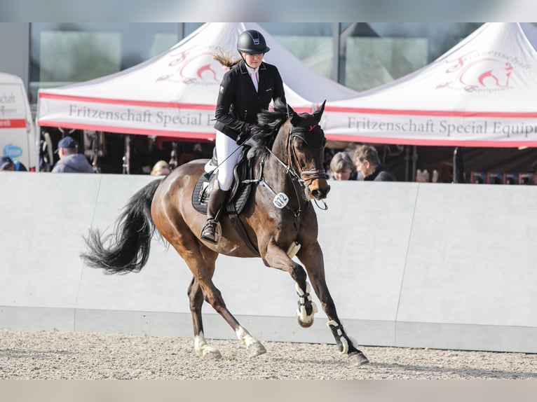 Sportivo Tedesco / Sportivo della Germania Castrone 10 Anni 175 cm Baio in Zwickau