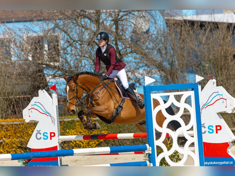 Sportivo Tedesco / Sportivo della Germania Castrone 10 Anni 175 cm Baio ciliegia in Bohuňovice