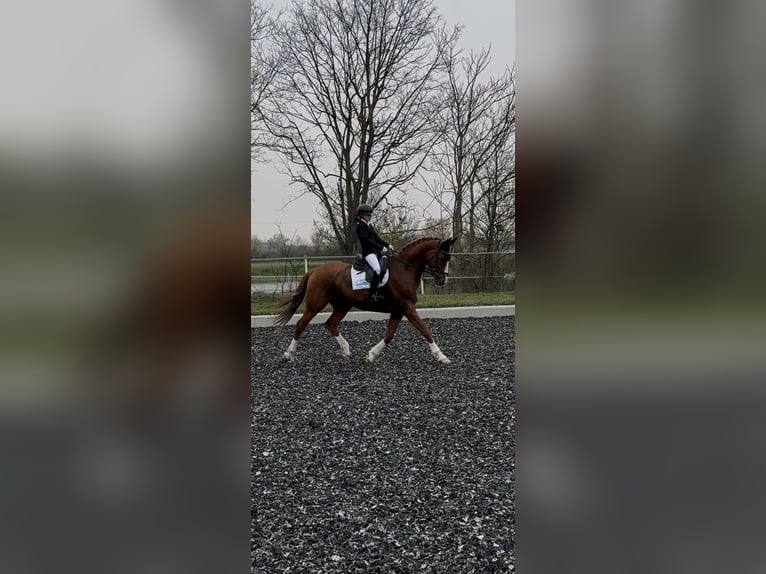 Sportivo Tedesco / Sportivo della Germania Castrone 10 Anni 178 cm Sauro in Seyring