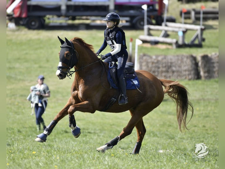 Sportivo Tedesco / Sportivo della Germania Castrone 10 Anni 178 cm Sauro in Seyring