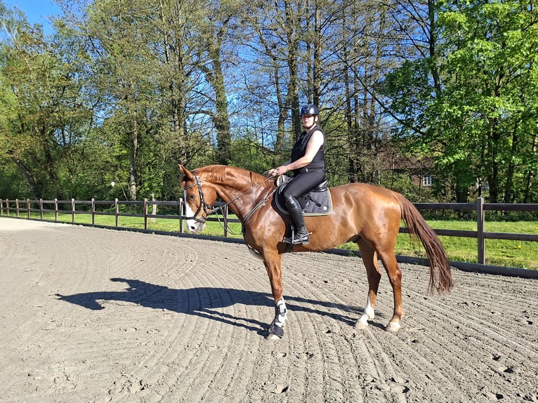 Sportivo Tedesco / Sportivo della Germania Castrone 10 Anni 178 cm Sauro in Volsemenhusen